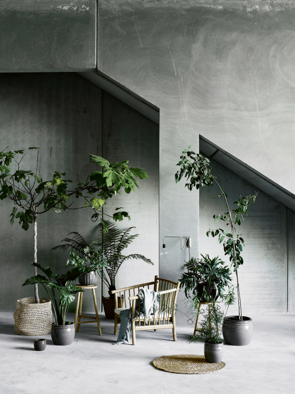 Plantes vertes - Tinek Home