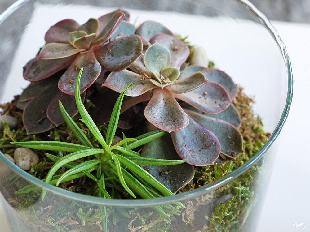 Un terrarium facile et pas cher