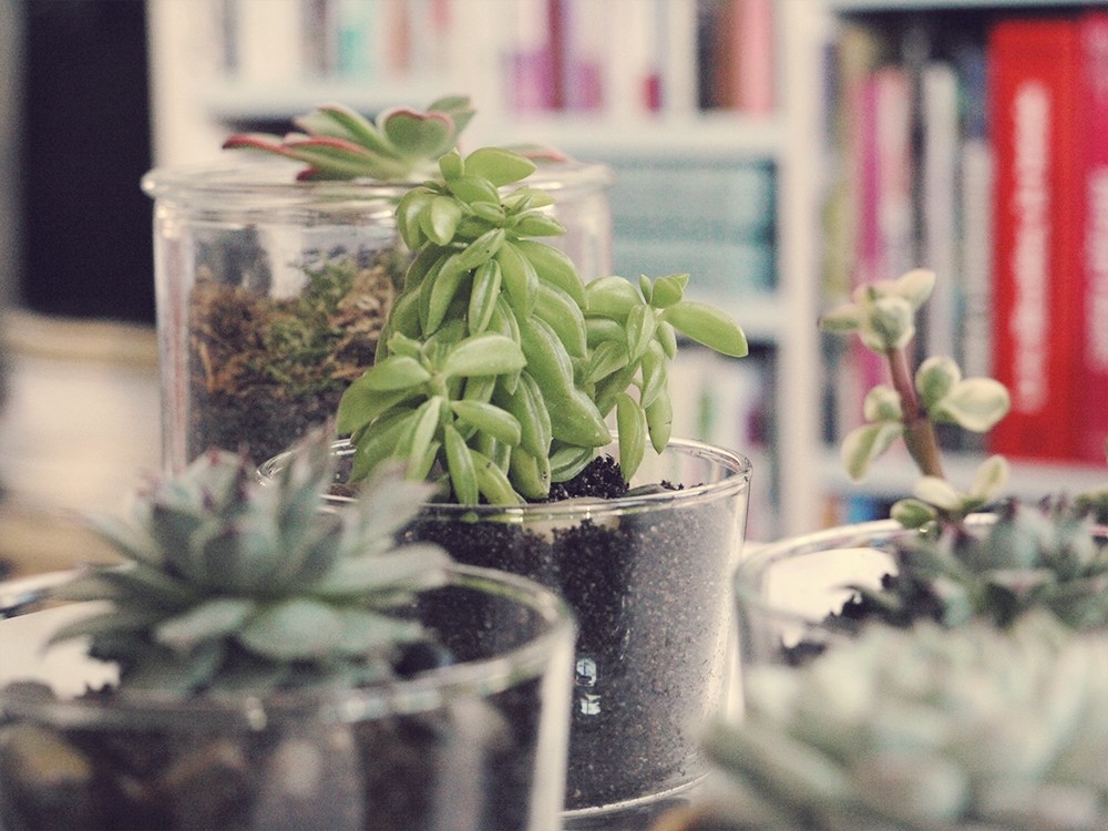 Terrarium de succulentes