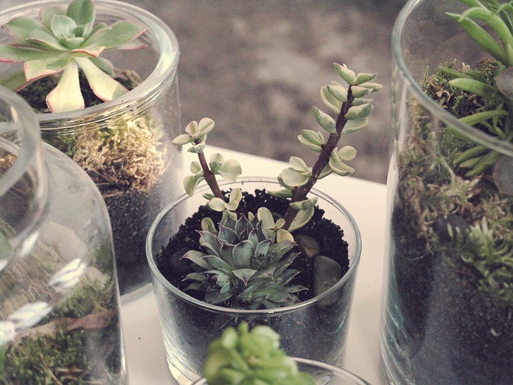 Terrarium de succulentes