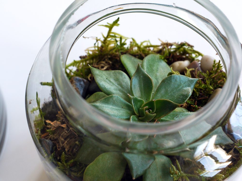 Terrarium : les 3 erreurs à éviter