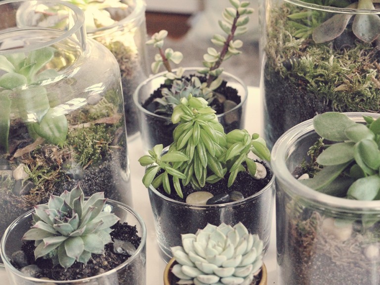 Terrarium de succulentes