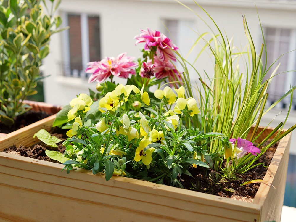 UNE CAISSE À VIN RECYCLÉE EN JARDINIÈRE POUR MON BALCON