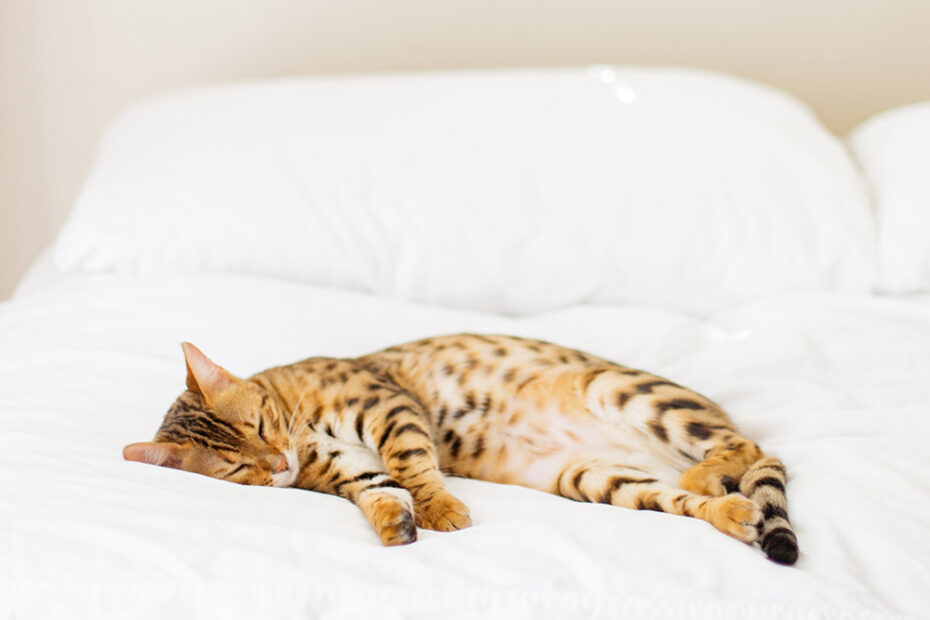 Paul Hanaoka / Unsplash